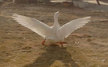 购买鹅合同模板6篇