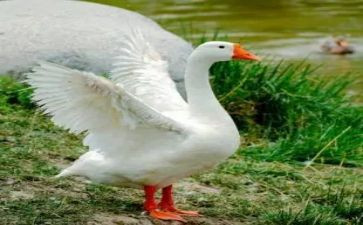 骑鹅旅行读后感参考5篇