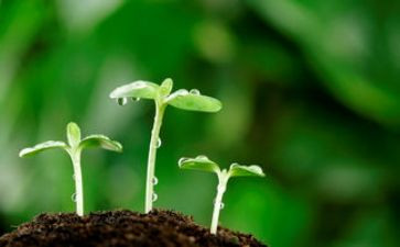 科学课种子发芽教案5篇