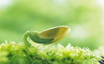 观查绿豆发芽的作文5篇