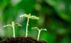 科学课种子发芽教案5篇