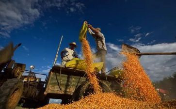 丰收音乐教案7篇