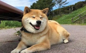 关于狗的讲话稿8篇