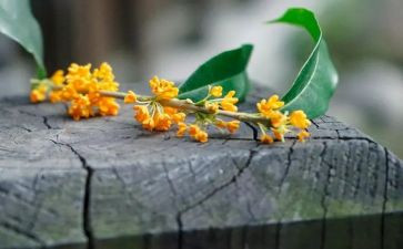 桂花粥作文推荐6篇