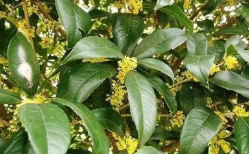 桂花粥作文精选8篇