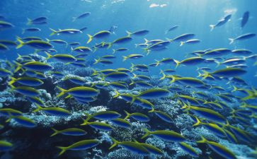 海底读后感800字5篇