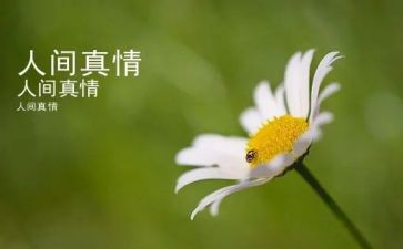 真情作文600字作文精选5篇