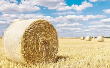 秸秆垃圾禁烧倡议书5篇