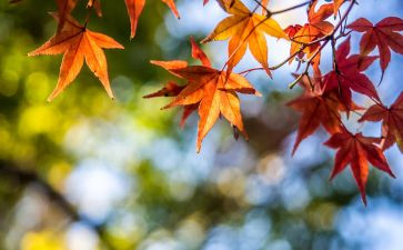 春写景抒情作文600字6篇