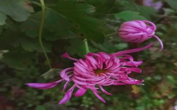 菊花教案推荐7篇