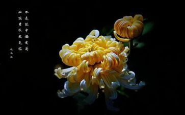 描写菊花的小作文7篇