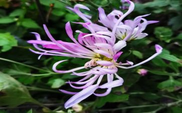 关于菊花的演讲稿6篇