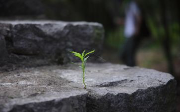 我和我的倔强作文优质7篇