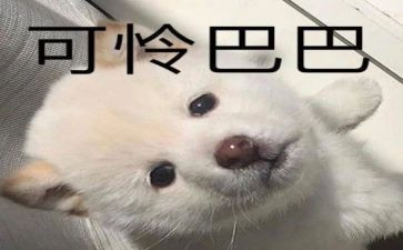 不可怜的作文精选5篇