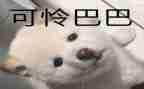 不可怜的作文精选5篇
