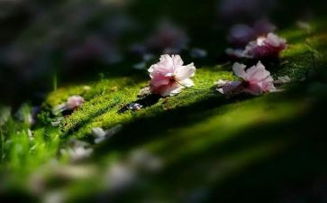 关于苦的作文7篇