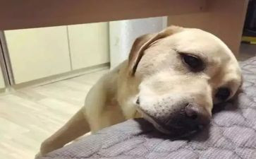 我愧疚的作文模板8篇