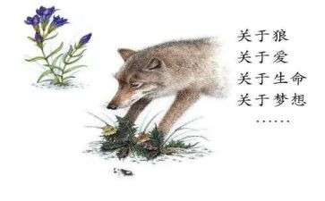 狼王梦的读书心得体会模板5篇