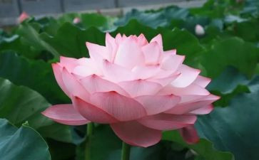 爱莲说,教案8篇