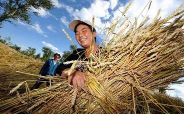 关于写粮食的作文推荐5篇