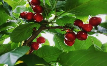 丽江的水作文精选6篇