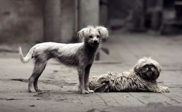 《金牌流浪狗》观后感7篇