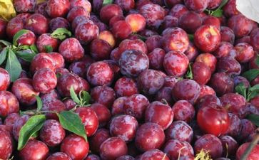 90后李子柒作文6篇