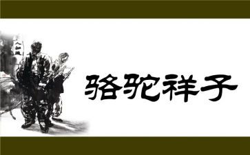 骆驼读后感600字优秀5篇