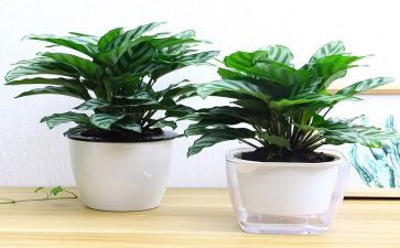 环保护绿讲话稿推荐5篇