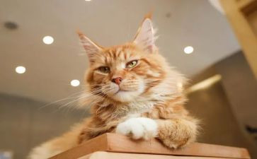 朝花夕拾猫读后感300字5篇