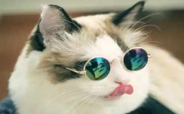 小猫咪作文300字作文通用8篇