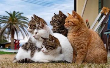 我的猫的作文300字优秀7篇