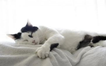 写大熊猫的作文参考5篇