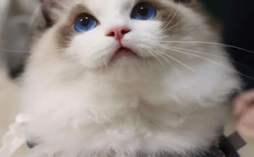 会游泳的猫作文300字6篇