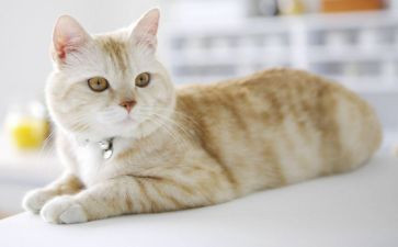 老舍《猫》心得体会7篇