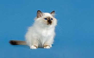 学编程猫的心得体会最新6篇