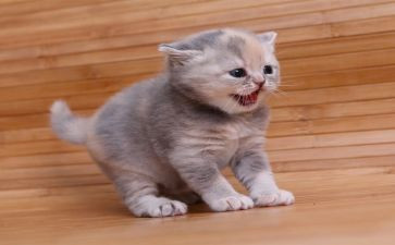 关于猫的演讲稿参考7篇
