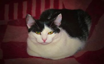 猫的读后感800字精选7篇