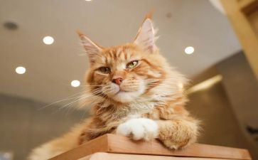 我的梦想猫演讲稿6篇