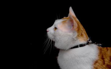 会思考的猫读后感5篇