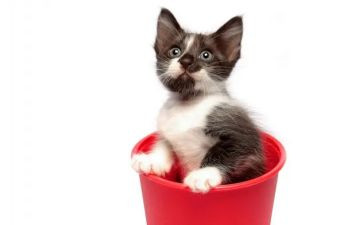 大个子老鼠和小个子猫的读后感6篇