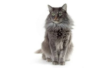 小猫咪作文最新6篇