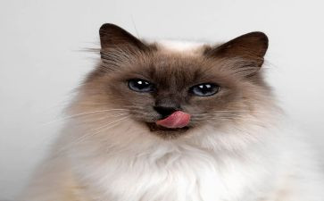 小猫咪作文300字作文8篇