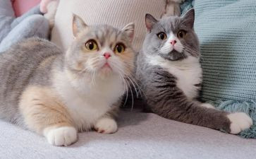 我的猫的作文300字6篇
