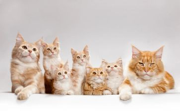 小猫咪作文6篇