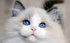 郑振铎《猫》读后感7篇