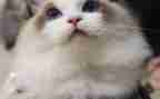 会游泳的猫作文300字6篇