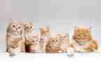 我家的小猫作文300字优质6篇