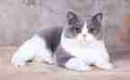 我家的小猫作文300字8篇