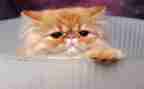 写大熊猫的作文5篇